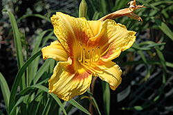 Bumble Bee Daylily (Hemerocallis 'Bumble Bee') at Lakeshore Garden Centres