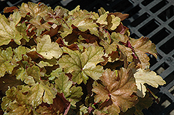 Midas Touch Coral Bells (Heuchera 'Midas Touch') at Lakeshore Garden Centres