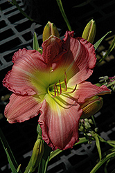 Sue Rothbauer Daylily (Hemerocallis 'Sue Rothbauer') at Lakeshore Garden Centres
