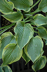 Deja Blue Hosta (Hosta 'Deja Blue') at Lakeshore Garden Centres