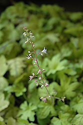Thunderbird Foamy Bells (Heucherella 'Thunderbird') at Lakeshore Garden Centres