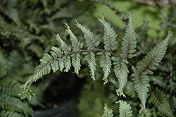 Applecourt Painted Fern (Athyrium nipponicum 'Applecourt') at Lakeshore Garden Centres