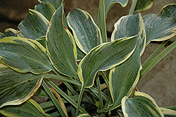 Sleeping Beauty Hosta (Hosta 'Sleeping Beauty') at Lakeshore Garden Centres