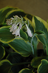 Broadband Hosta (Hosta 'Broadband') at Lakeshore Garden Centres