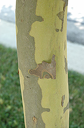 Bloodgood London Planetree (Platanus x acerifolia 'Bloodgood') at Lakeshore Garden Centres