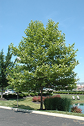 Liberty London Planetree (Platanus x acerifolia 'Liberty') at Lakeshore Garden Centres