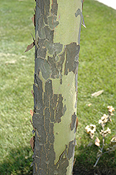 Liberty London Planetree (Platanus x acerifolia 'Liberty') at Lakeshore Garden Centres