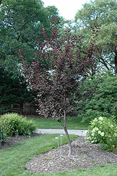 Summer Glow Bird Cherry (Prunus padus 'Summer Glow') at Lakeshore Garden Centres