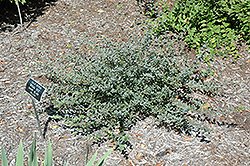 Bridal Rice Creeping Willow (Salix repens 'Bridal Rice') at Lakeshore Garden Centres