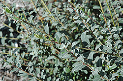 Bridal Rice Creeping Willow (Salix repens 'Bridal Rice') at Lakeshore Garden Centres