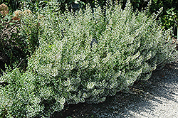 Montrose White Dwarf Calamint (Calamintha nepeta 'Montrose White') at Peter Knippel Garden Centre