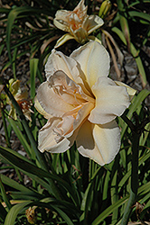 Peggy Jeffcoat Daylily (Hemerocallis 'Peggy Jeffcoat') at Lakeshore Garden Centres