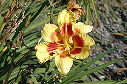 New Clown Face Daylily (Hemerocallis 'New Clown Face') at Lakeshore Garden Centres