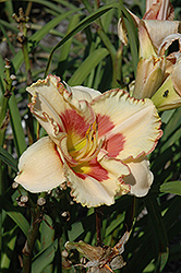 Light Of The World Daylily (Hemerocallis 'Light Of The World') at Lakeshore Garden Centres