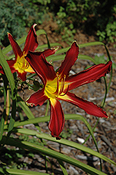 Holly Dancer Daylily (Hemerocallis 'Holly Dancer') at Lakeshore Garden Centres