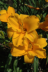 Intense Orange Gold Daylily (Hemerocallis 'Intense Orange Gold') at Lakeshore Garden Centres