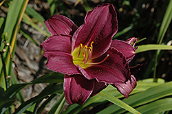 Grape Velvet Daylily (Hemerocallis 'Grape Velvet') at Lakeshore Garden Centres