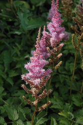 Bunter Zauber Astilbe (Astilbe x arendsii 'Bunter Zauber') at Lakeshore Garden Centres