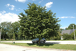 Prospector Elm (Ulmus 'Prospector') at Lakeshore Garden Centres
