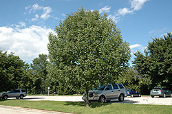 Skyward Green Ash (Fraxinus pennsylvanica 'Wandell') at Lakeshore Garden Centres