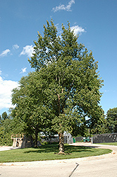 Regal Elm (Ulmus 'Regal') at Lakeshore Garden Centres