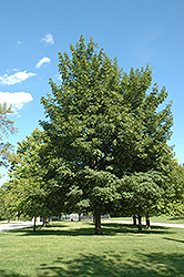 Norwegian Sunset Maple (Acer 'Keithsform') at Lakeshore Garden Centres