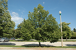 Norlin Linden (Tilia cordata 'Norlin') at Lakeshore Garden Centres