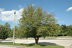 Cut-leaved Linden (Tilia platyphyllos 'Laciniata') at Lakeshore Garden Centres
