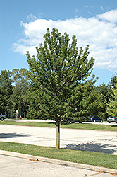 Leprechaun Green Ash (Fraxinus pennsylvanica 'Leprechaun') at Lakeshore Garden Centres