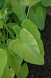Lime Zinger Elephant's Ear (Xanthosoma 'Lime Zinger') at Lakeshore Garden Centres