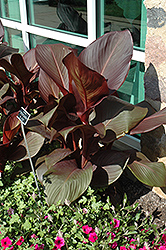 Tropicanna Black Canna (Canna 'Tropicanna Black') at The Mustard Seed