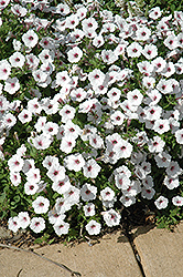 Supertunia Vista Silverberry Petunia (Petunia 'Supertunia Vista Silverberry') at Lakeshore Garden Centres