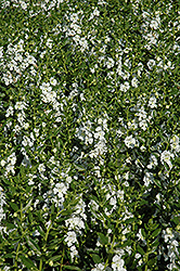 Angelface White Angelonia (Angelonia angustifolia 'Anwhitim') at Mainescape Nursery
