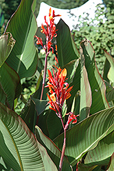 Achira Canna (Canna achira) at Lakeshore Garden Centres