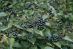 Downy Arrowwood (Viburnum rafinesquianum) at Lakeshore Garden Centres