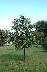 Starburst Amur Maackia (Maackia amurensis 'Starburst') at Lakeshore Garden Centres