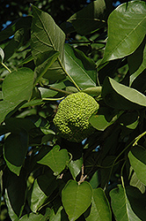 Osage Orange (Maclura pomifera) at Lakeshore Garden Centres
