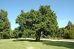 Osage Orange (Maclura pomifera) at Lakeshore Garden Centres