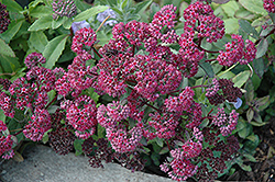 Emperor's Waves Stonecrop (Sedum telephium 'Emperor's Waves') at Lakeshore Garden Centres