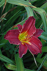 Mary Drake Daylily (Hemerocallis 'Mary Drake') at Lakeshore Garden Centres