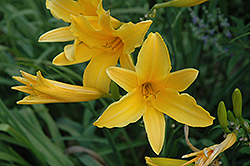 Lemon Lily Daylily (Hemerocallis 'Lemon Lily') at Lakeshore Garden Centres