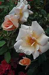 Golden Unicorn Rose (Rosa 'Golden Unicorn') at Lakeshore Garden Centres