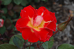Stretch Johnson Rose (Rosa 'Macfirwal') at Lakeshore Garden Centres