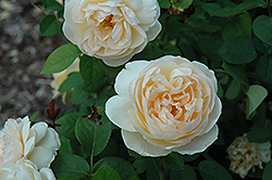Jayne Austin Rose (Rosa 'Ausbreak') at Lakeshore Garden Centres