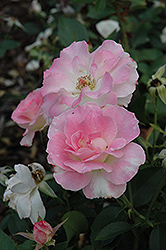 Charles Aznavour Rose (Rosa 'Charles Aznavour') at Lakeshore Garden Centres
