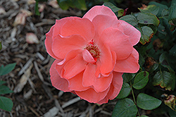 Sweet Promise Rose (Rosa 'Meigoudea') at Lakeshore Garden Centres