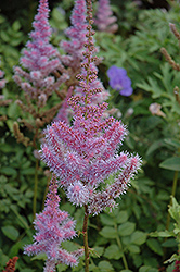 Purple Candles Astilbe (Astilbe chinensis 'Purple Candles') at Golden Acre Home & Garden
