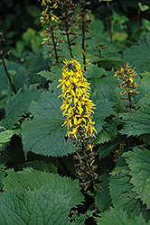 Giant Groundsel (Ligularia wilsoniana) at Lakeshore Garden Centres