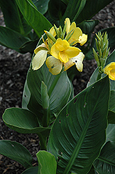 Tropicanna Yellow Canna (Canna 'Tropicanna Yellow') at Lakeshore Garden Centres