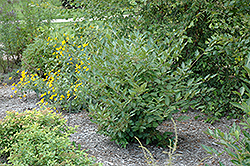 Challenger Witherod Viburnum (Viburnum cassinoides 'KLM C') at Lakeshore Garden Centres